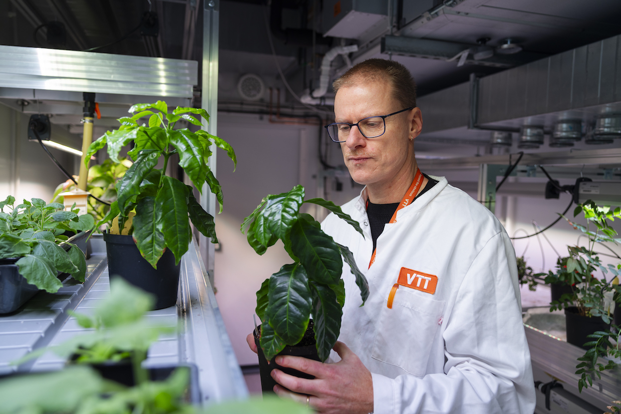 Heiko Rischer (Research Team Leader, Plant biotechnology, VTT) and coffee plants in greenhouse – Photo by Vesa Kippola