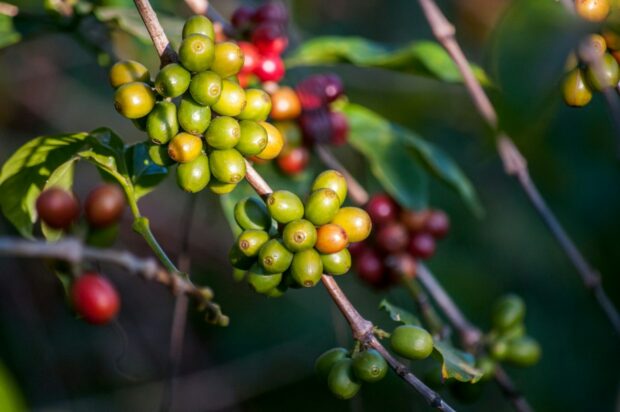 arabica coffee genome