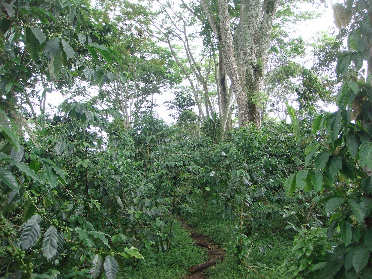 agroforestry coffee