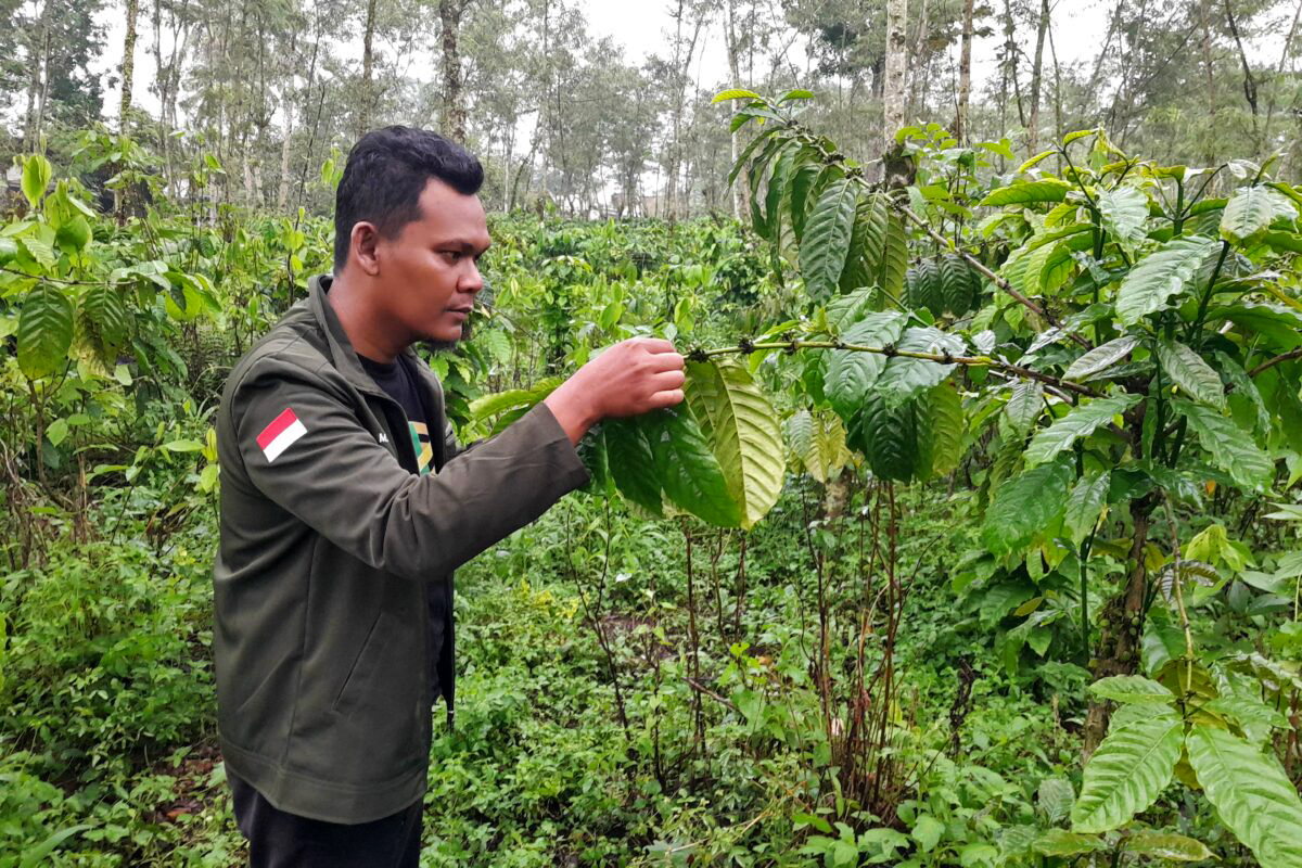 Produksi kopi Indonesia terkena dampak cuaca buruk