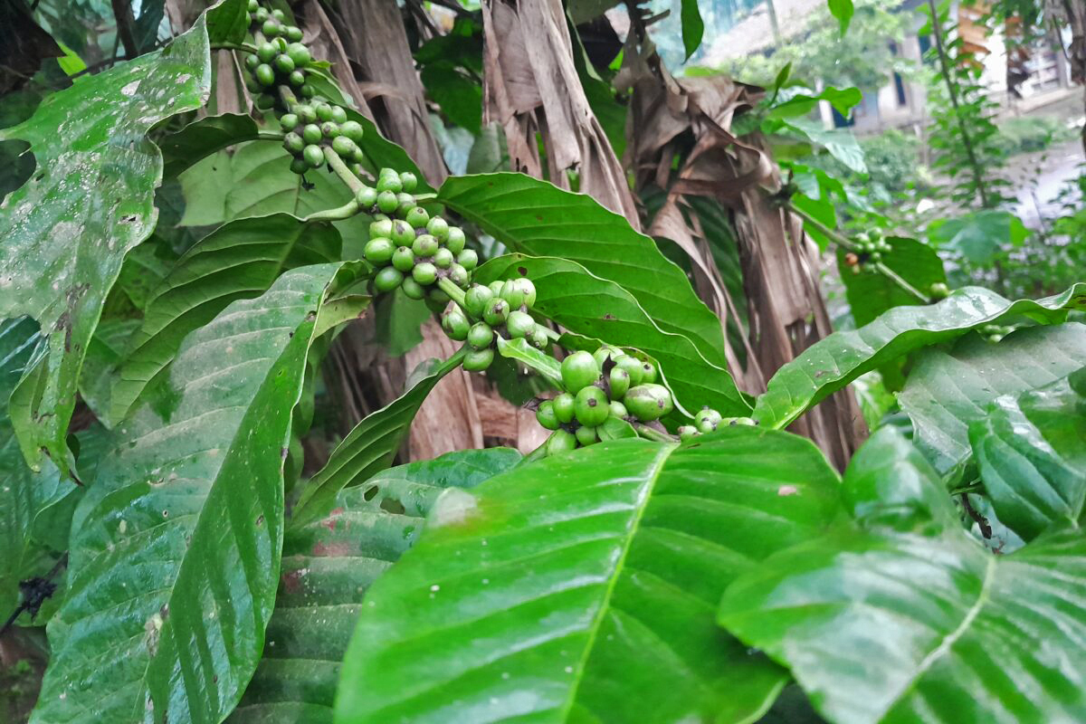 coffee-plant