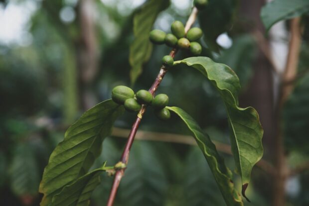 coffee plant research