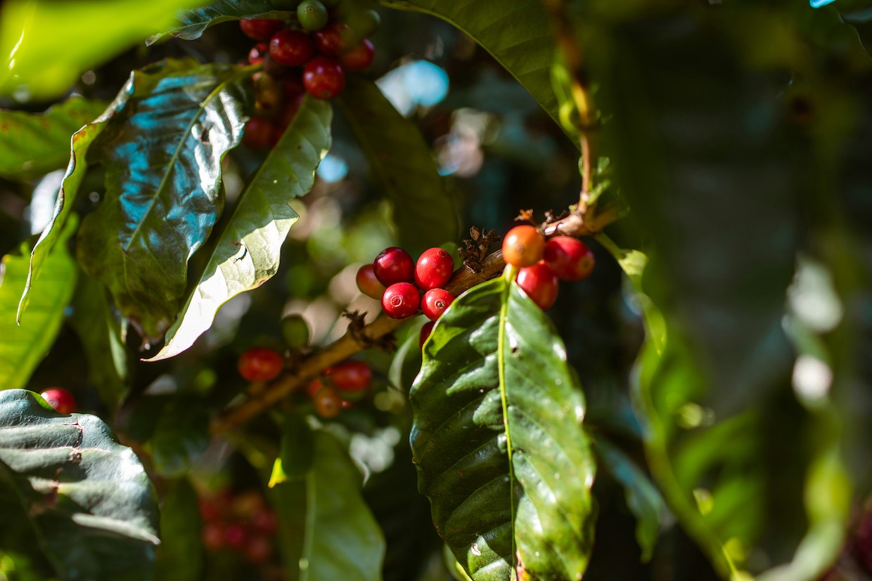 fairtrade deforestation coffee