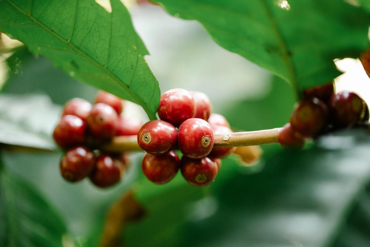 sumatra coffee cherries