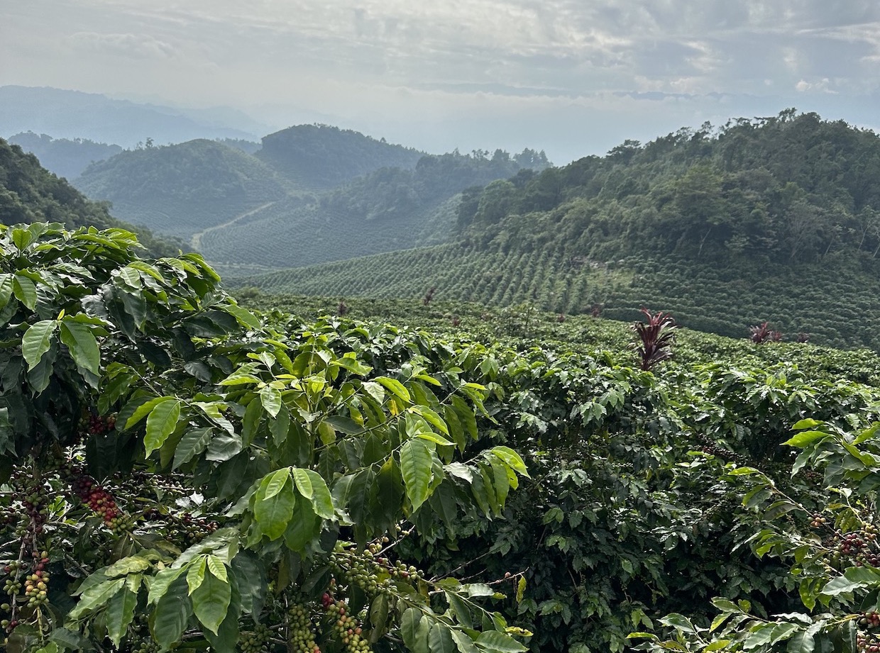 Green Coffee Trader Sucafina Launches Sucafina GuatemalaDaily Coffee ...