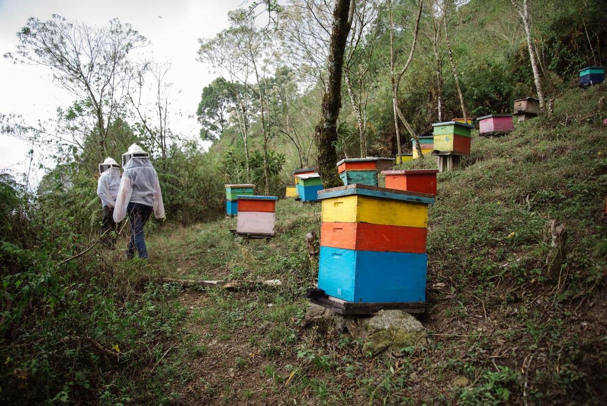 Hives that are part of the Beekeeping program at the CESMACH Cooperative.