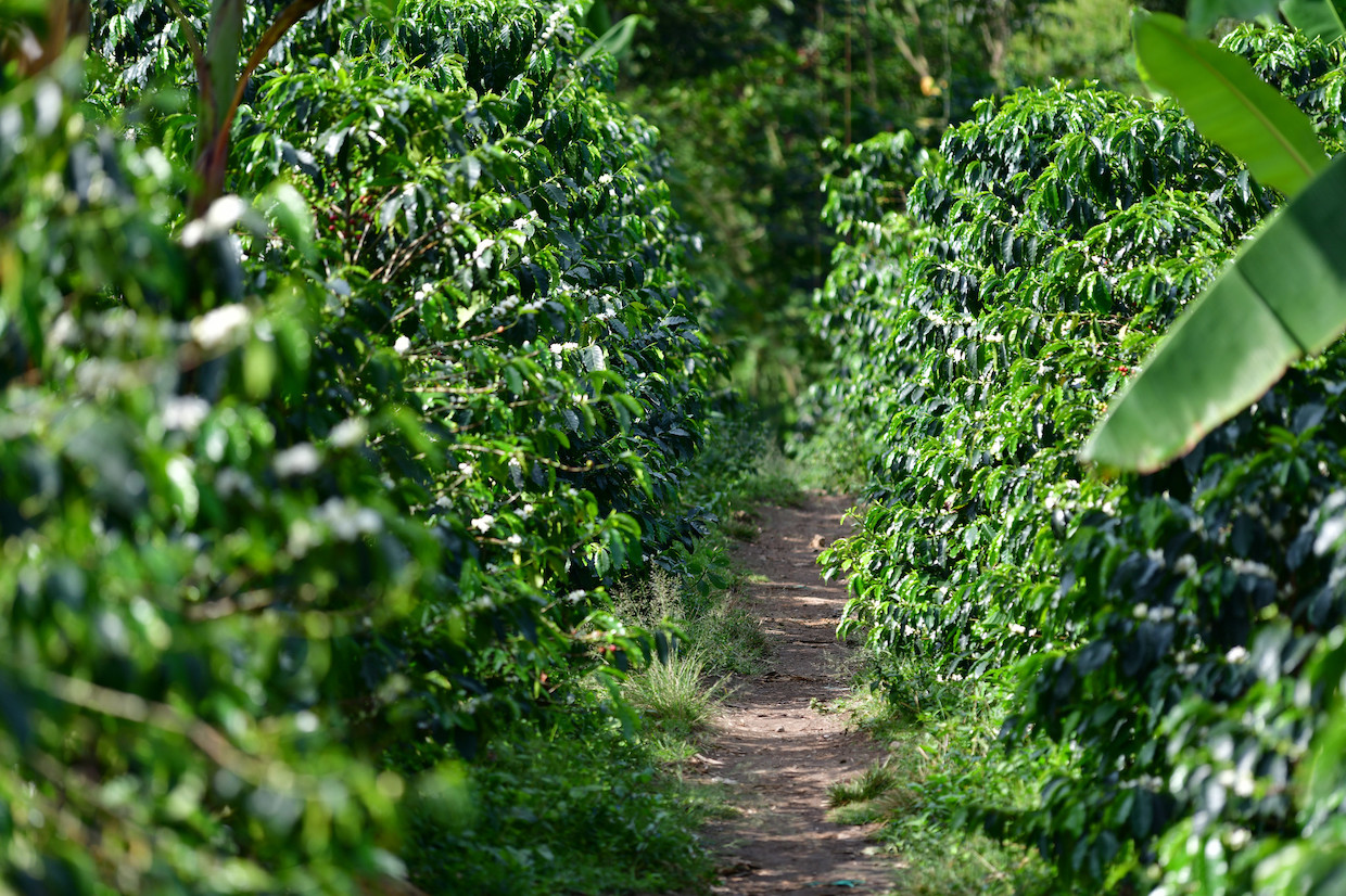 coffee crop rows