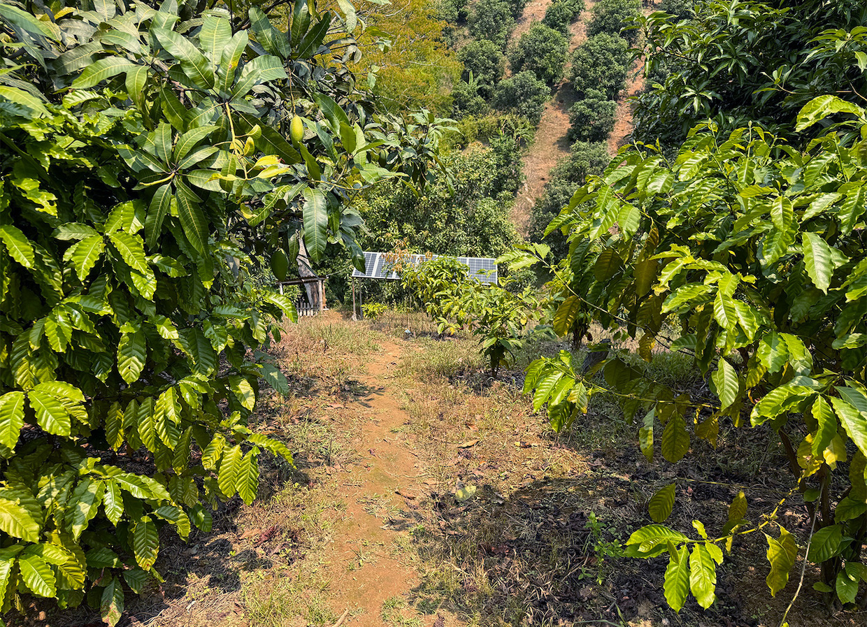 coffee-plantation-bangaldesh