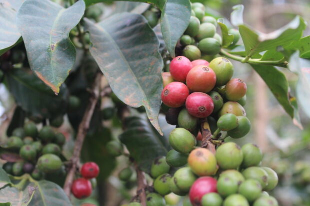 Kenya Coffee Sector
