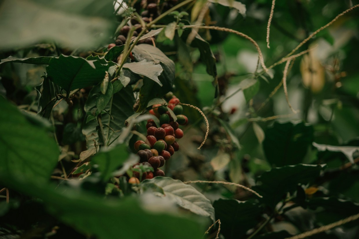 Tanzania Coffee – unsplash