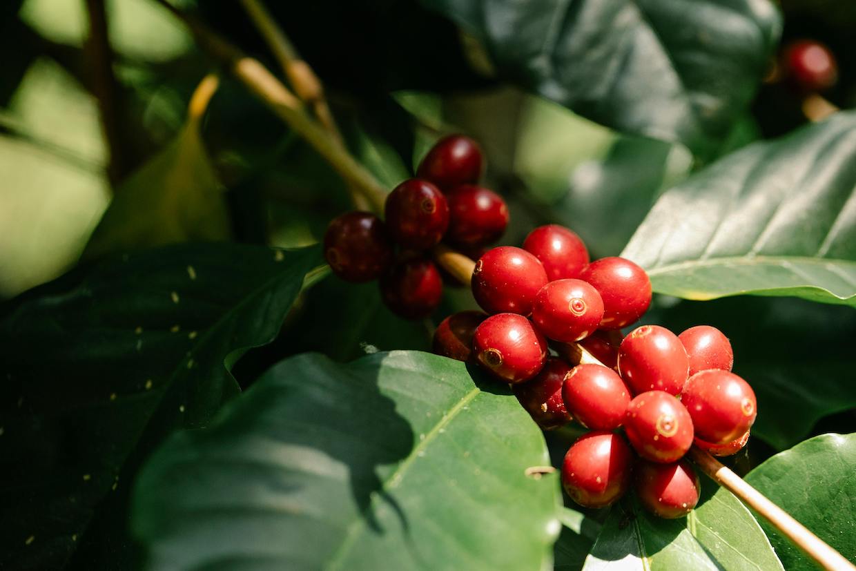 green coffee plant