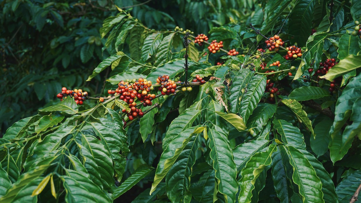 vietnam coffee plant