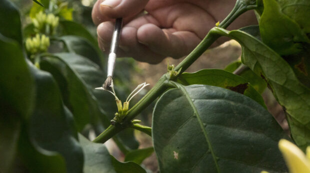 coffee-breeding-cross-pollinating