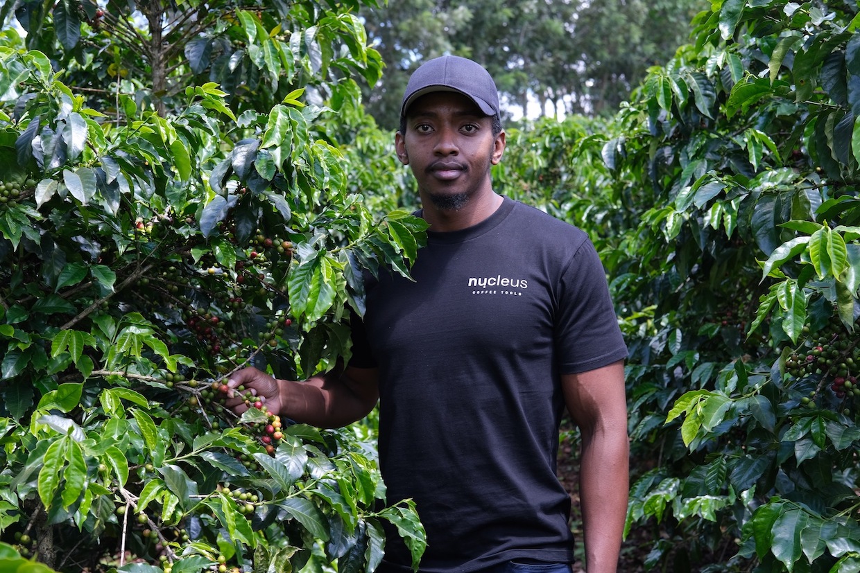 coffee-breeding-david-ngibuini-maguta-estate