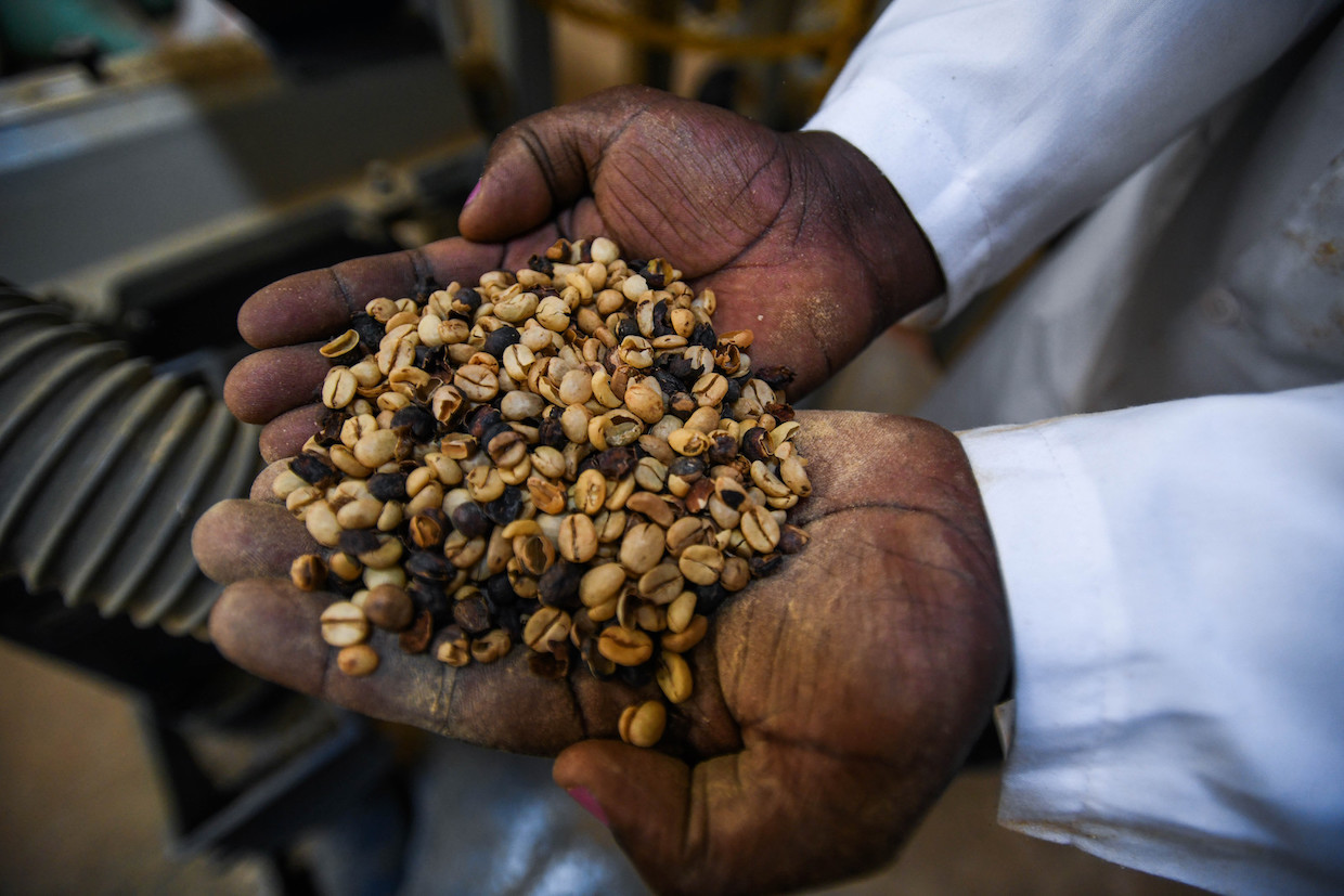 coffee-kenya-climate-change