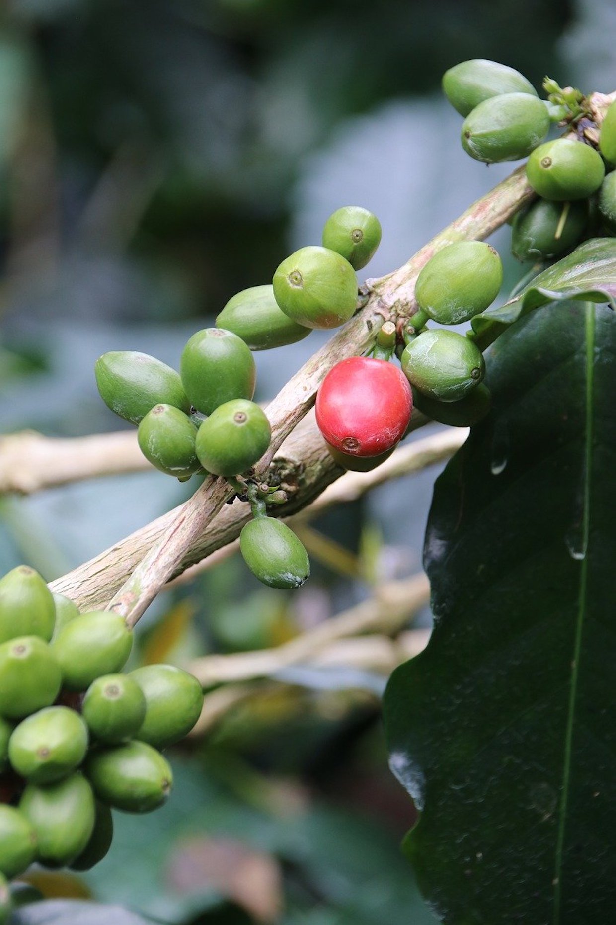 coffee plant