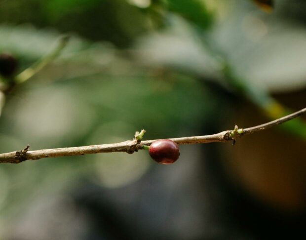 picking coffee