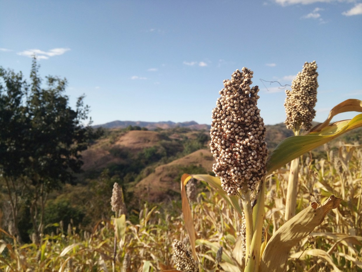 sorghum