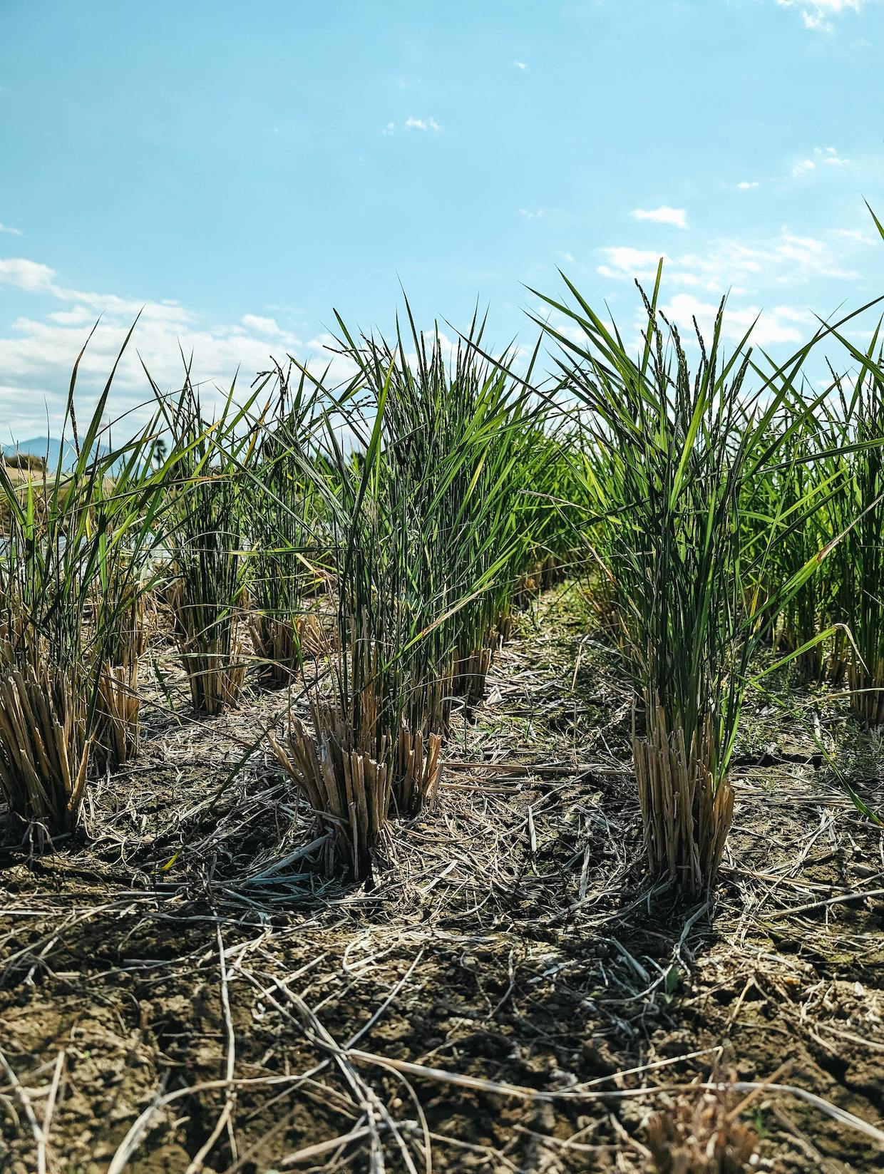 sugarcane