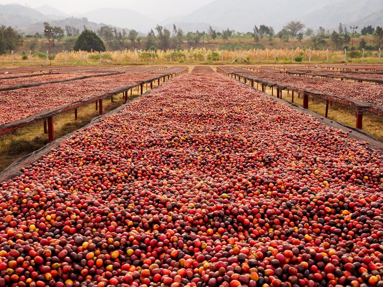 Uganda Coffee sector