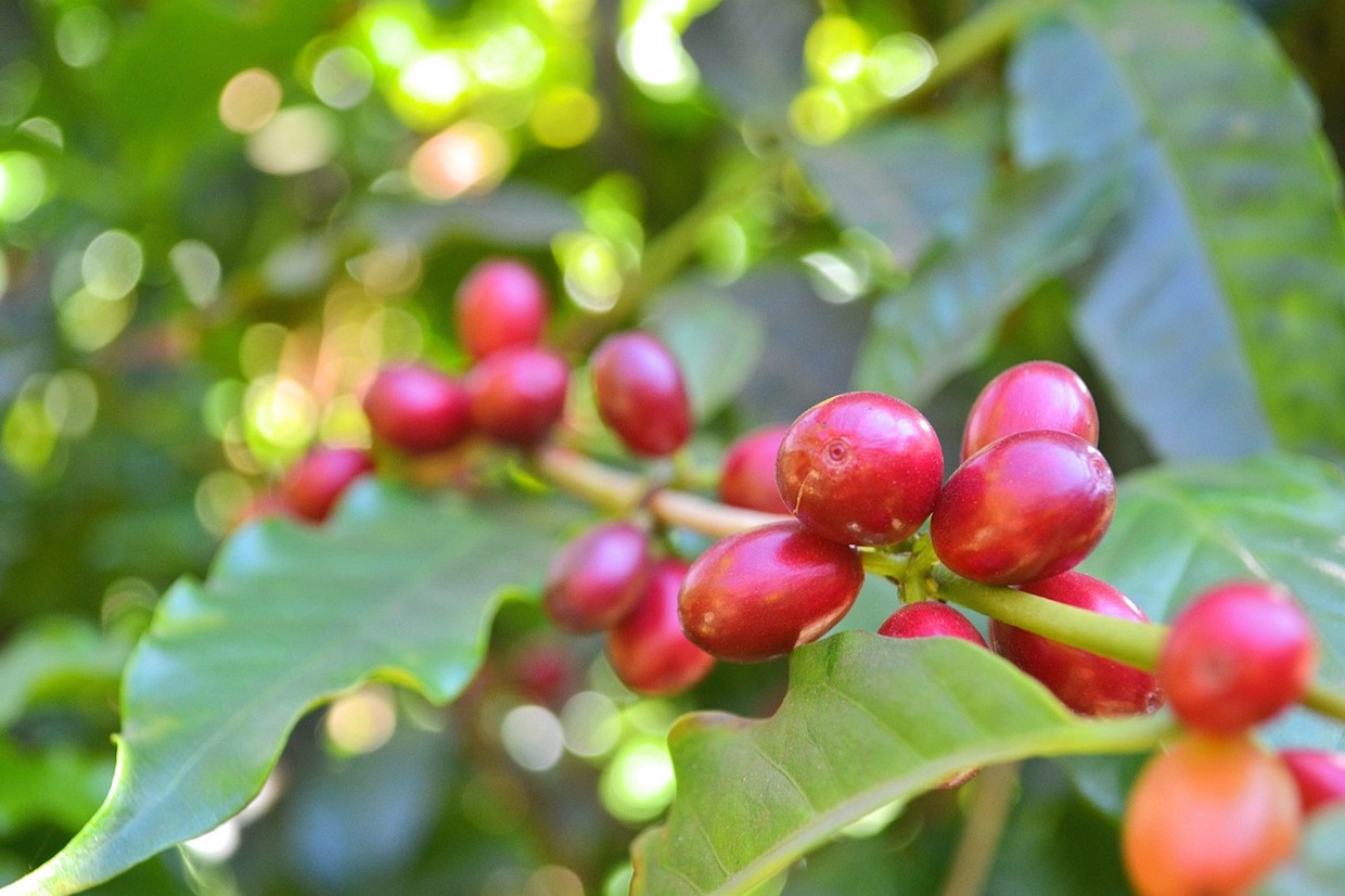 coffee cherry