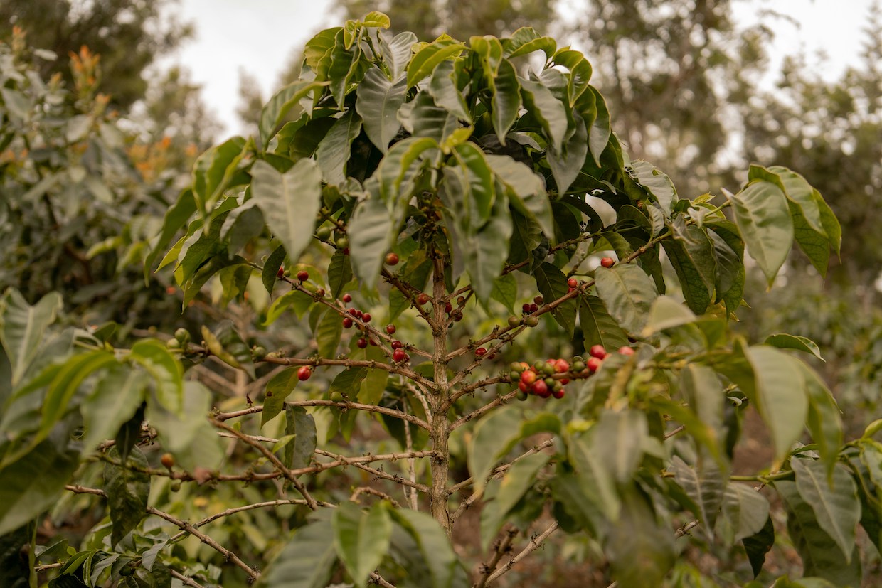 coffee-farm-EUDR-Unsplash