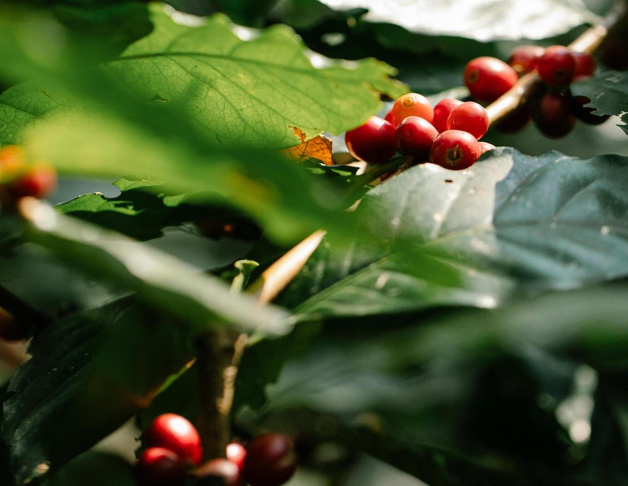 coffee plant