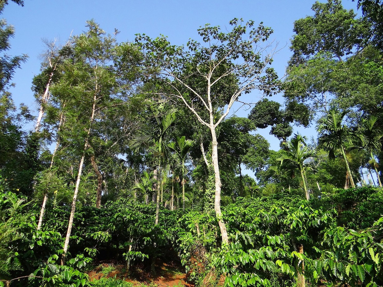 coffee plants