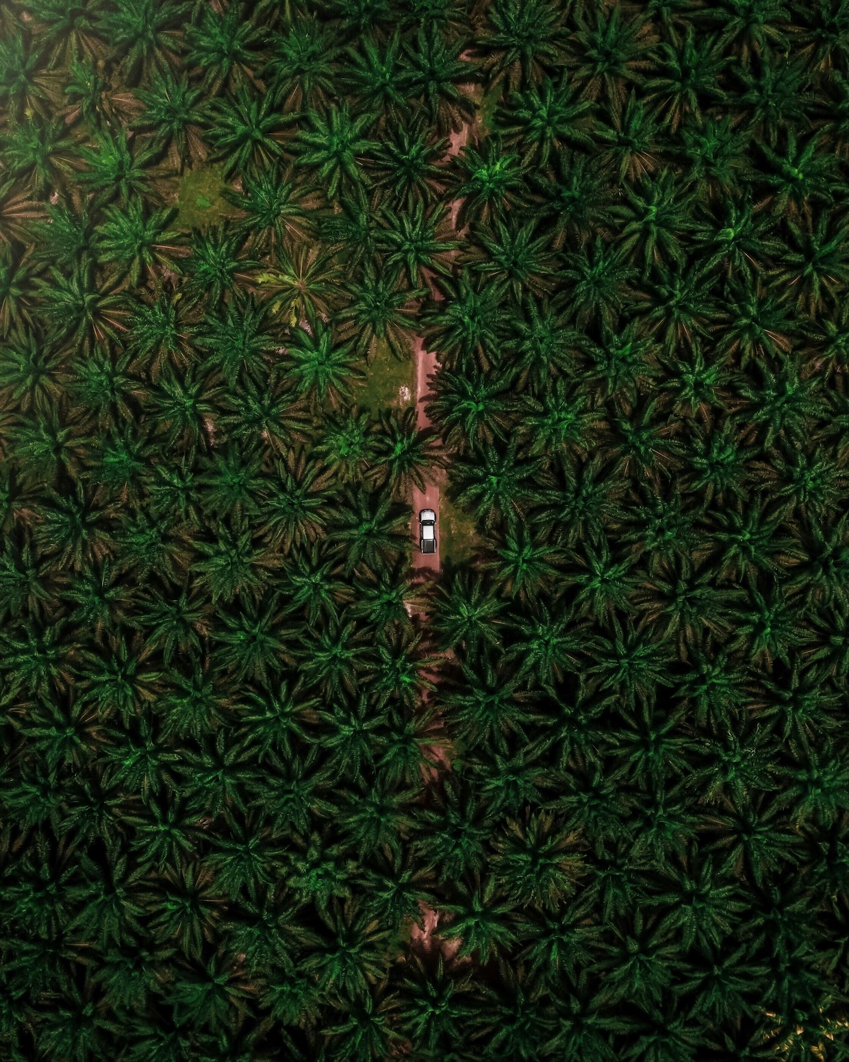 palm oil production