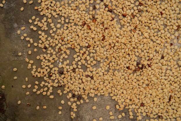 coffee drying in parchment