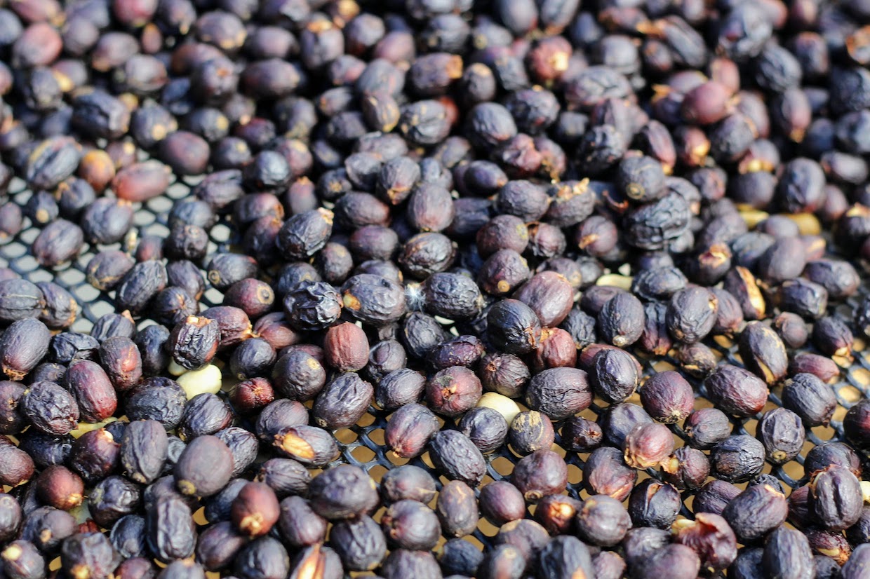 coffee drying