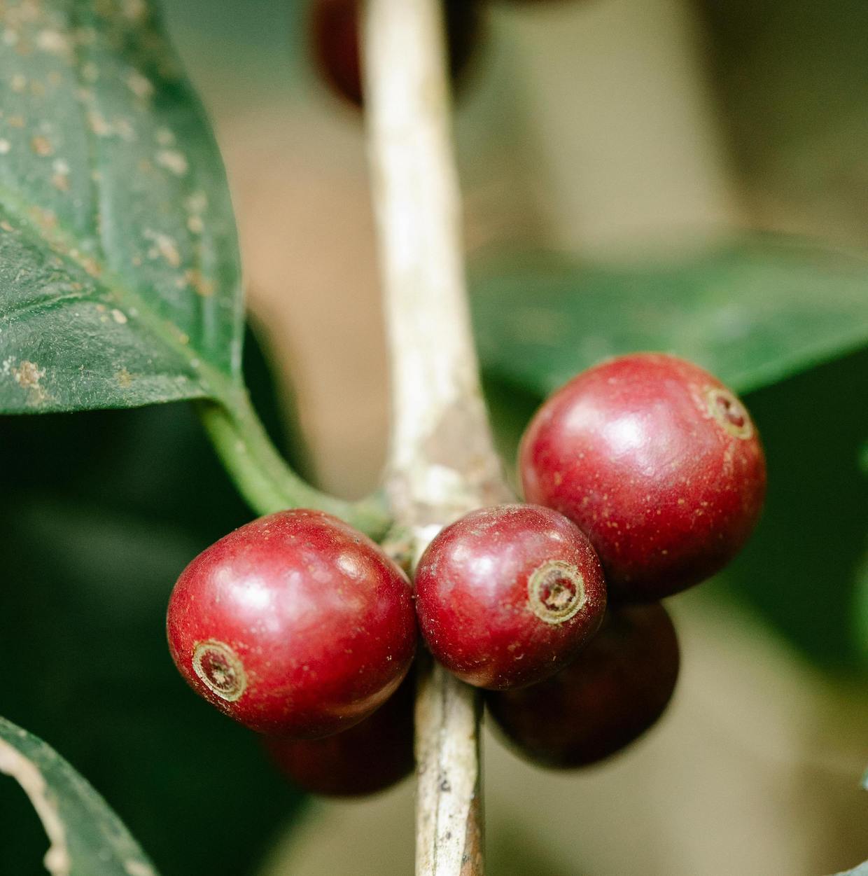 ethiopian coffee