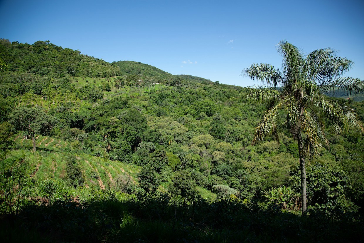 Brazil coffee lands