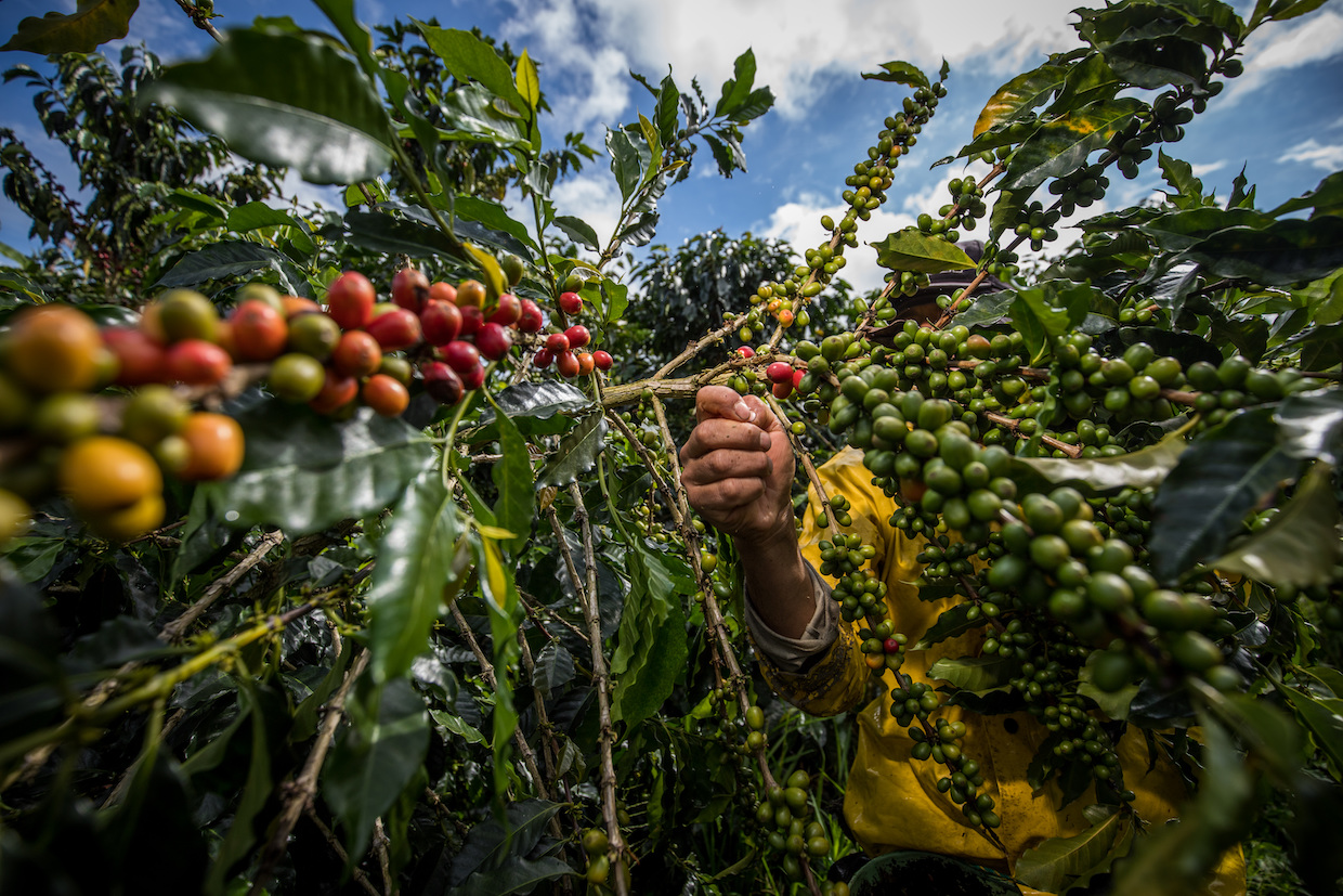 Colombia coffee harvest picking