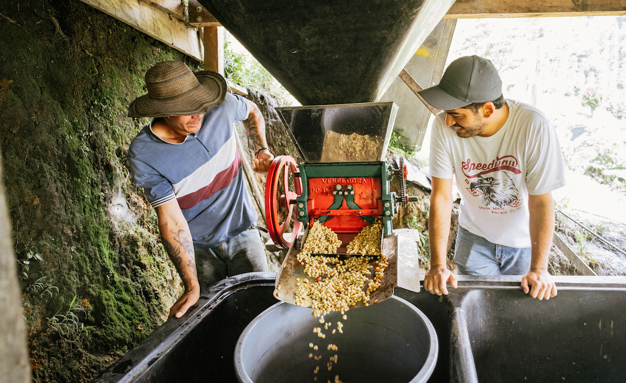 Colombia coffee harvest processing