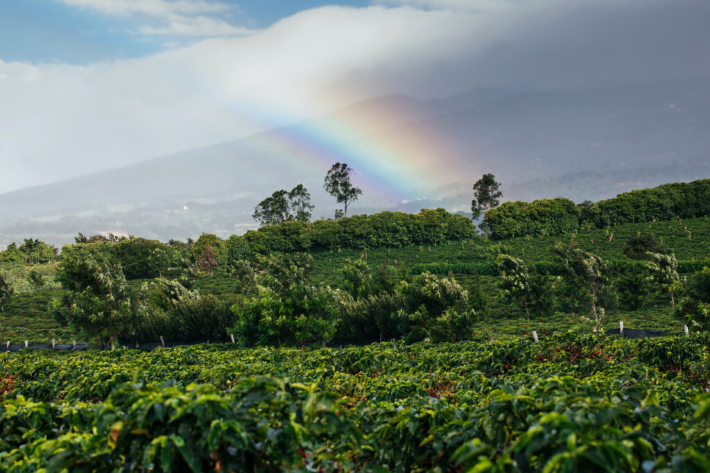 Starbucks coffee farm 1