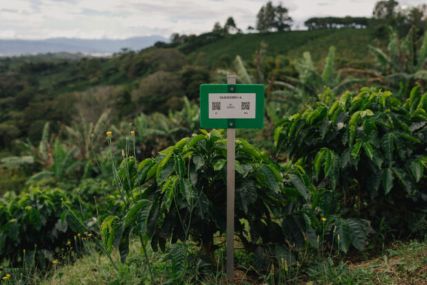 Starbucks coffee farm 2