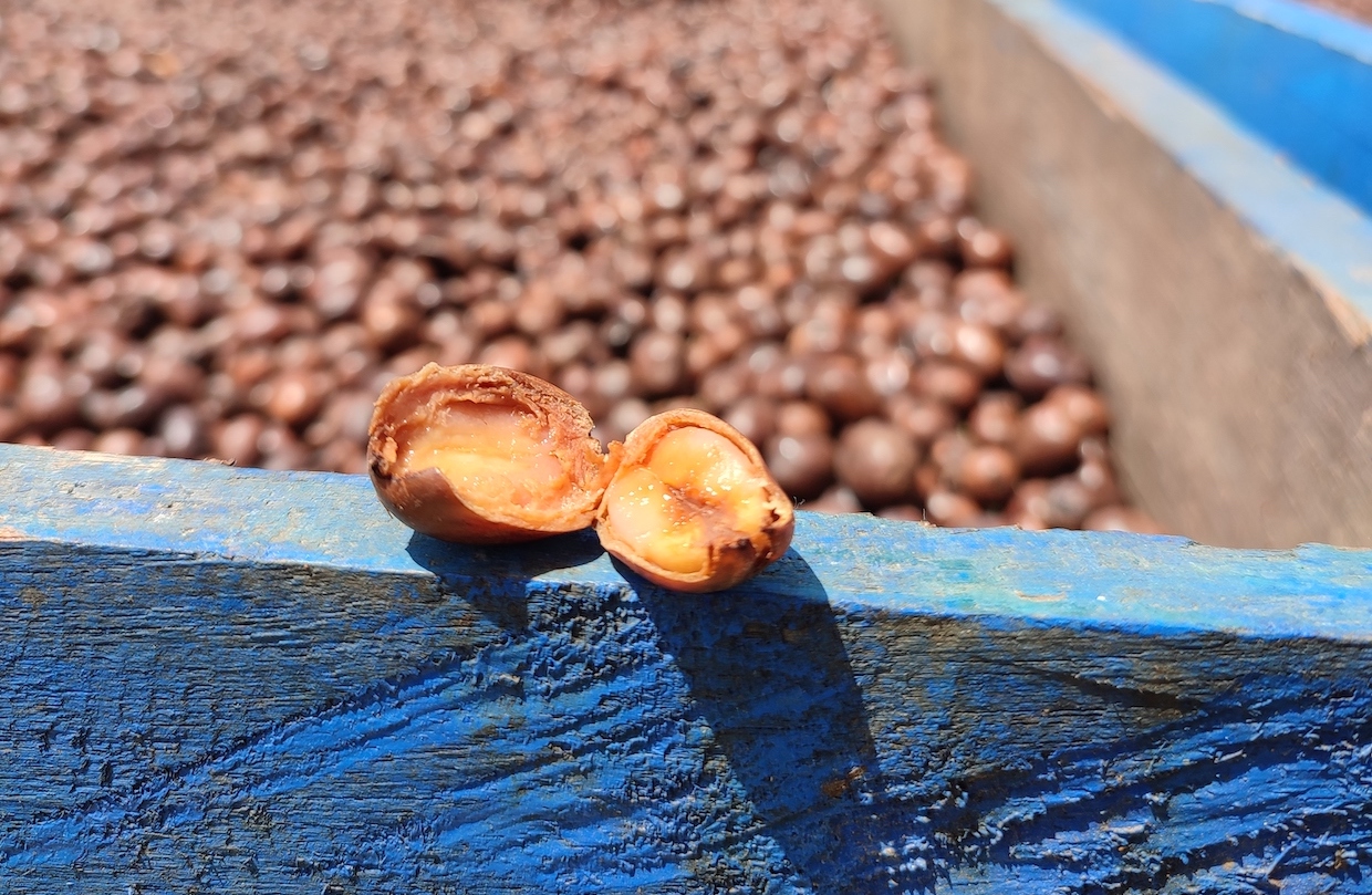 maceración carbónica pacamara