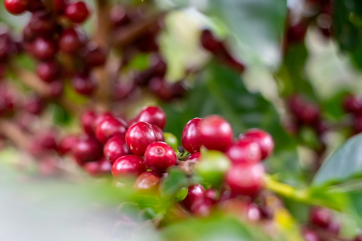 WCR and Cornell University Leading $5 Million Coffee Breeding ...