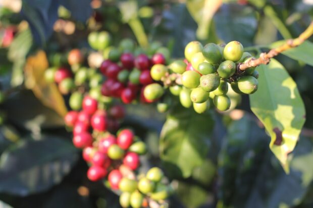 coffee plant