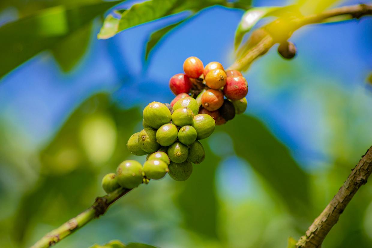 coffee plant