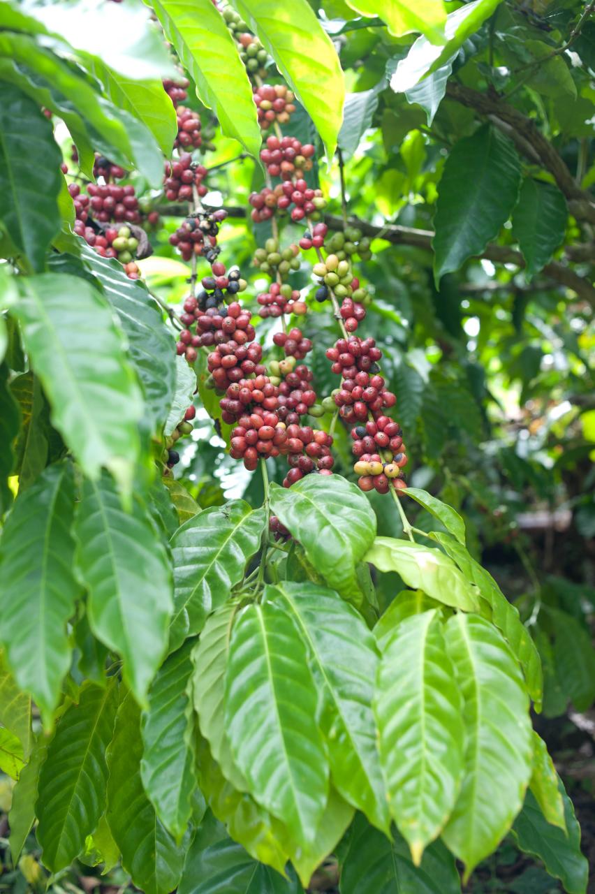 robusta coffee