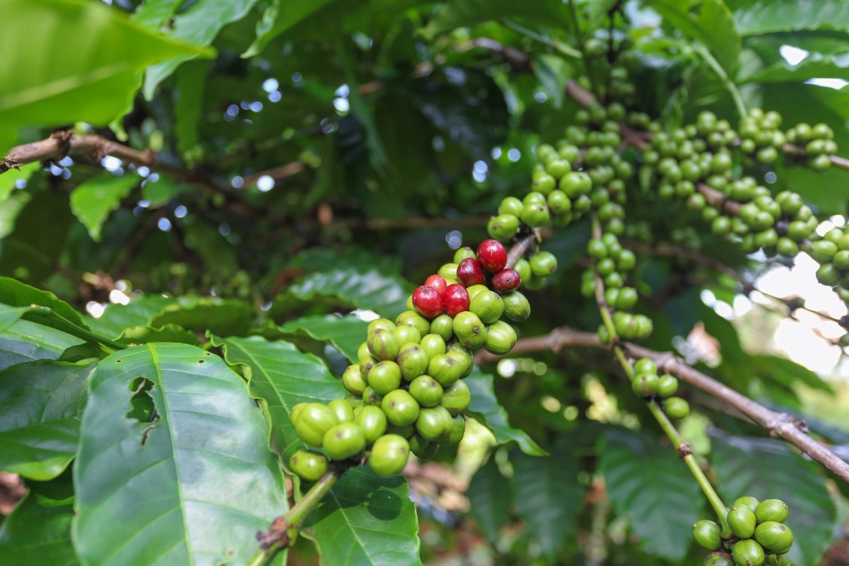 robusta-coffee