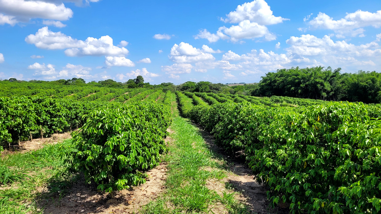 Coffee farm