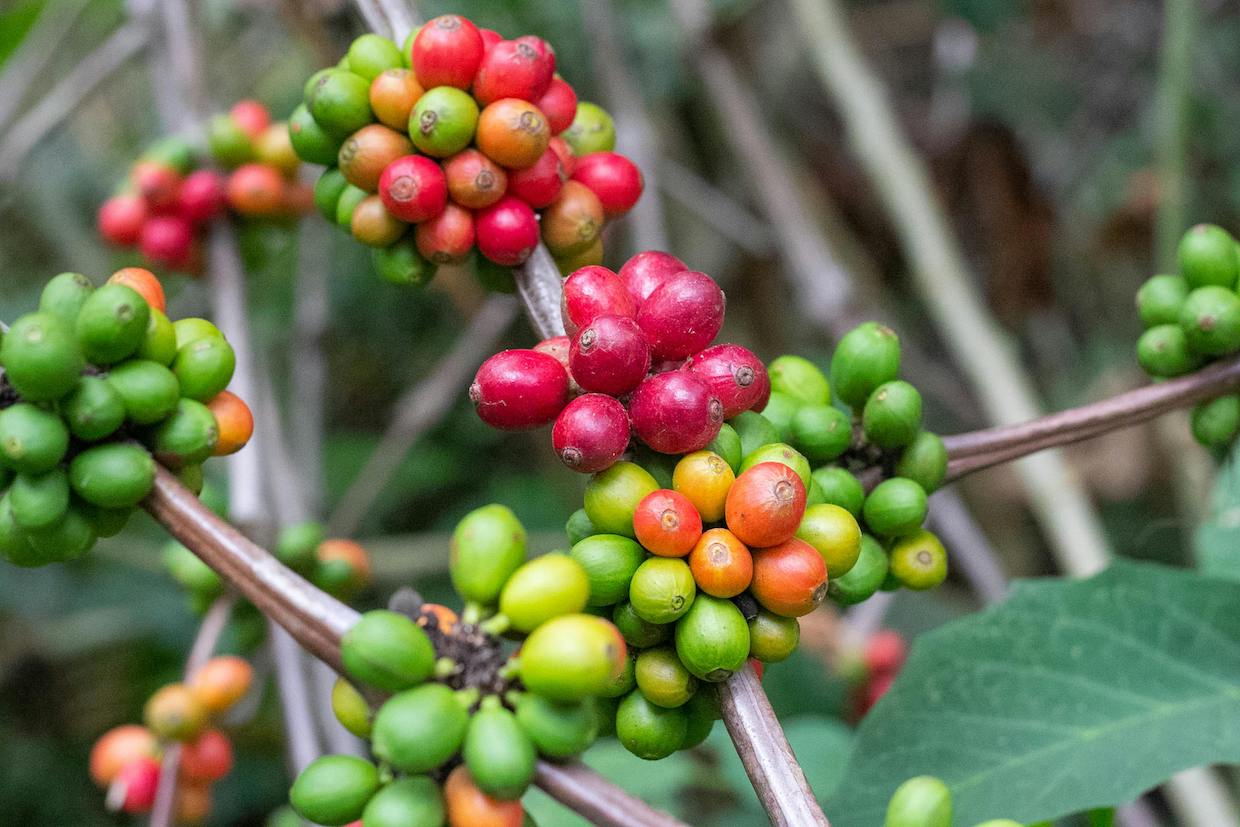 coffee farming