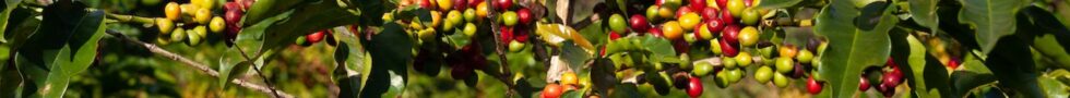 coffee growing