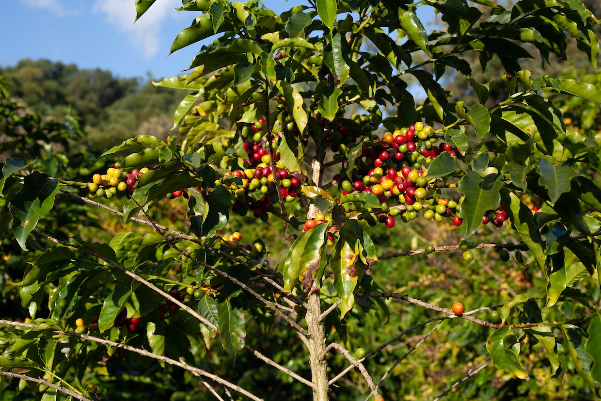 coffee growing