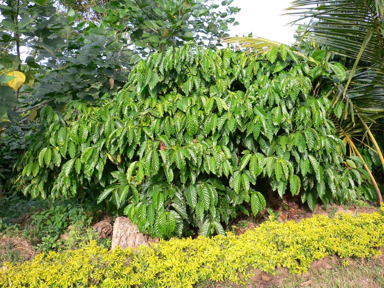 coffee plant