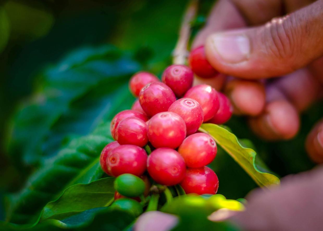 coffee-plants