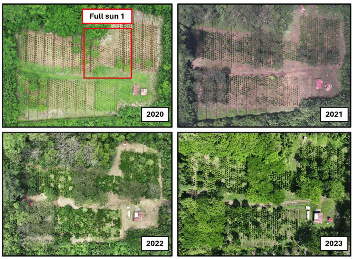 costa rica carribean coffee agroforestry 1